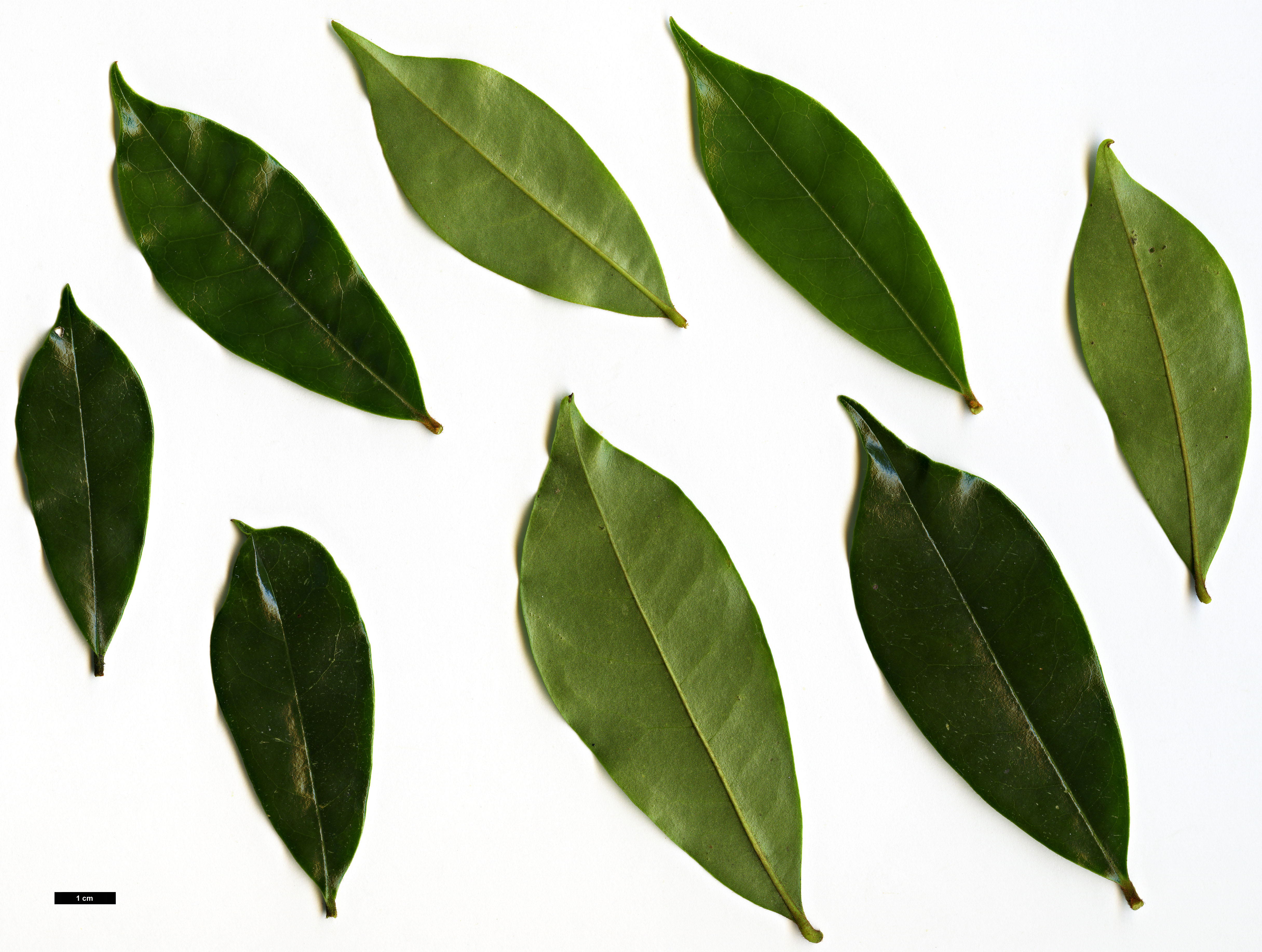 High resolution image: Family: Magnoliaceae - Genus: Magnolia - Taxon: figo - SpeciesSub: var. crassipes High resolution image: Family: Magnoliaceae - Genus: Magnolia - Taxon: figo - SpeciesSub: var. crassipes